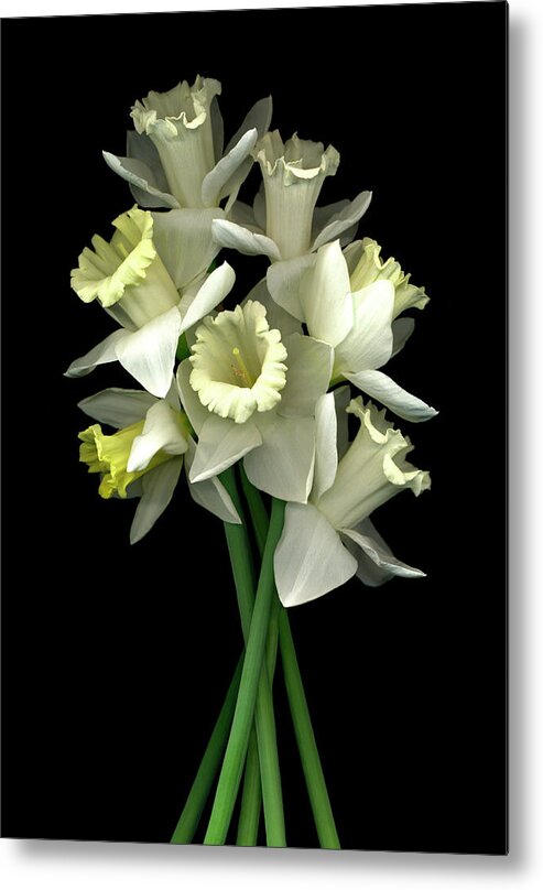 Daffodils Metal Print featuring the painting Daffodils #3 by Susan S. Barmon