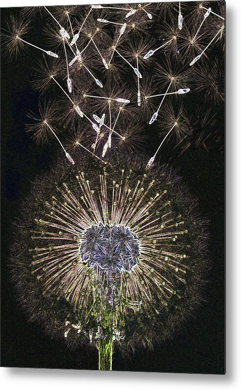 Haslemere Metal Print featuring the photograph Dandelion Clock As Artwork by Rosemary Calvert