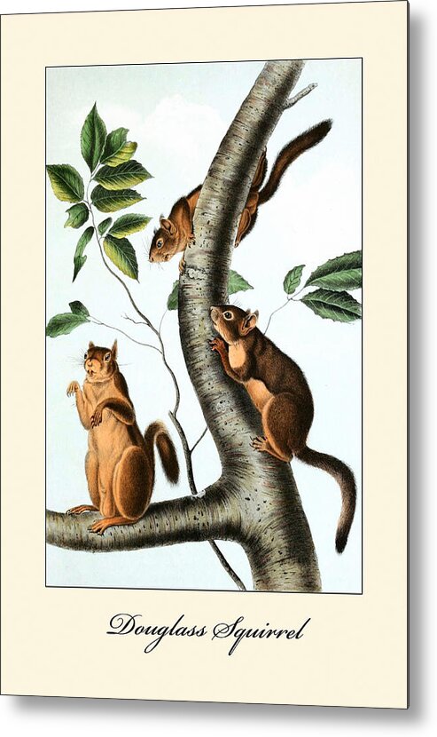 Audubon Metal Print featuring the painting Douglass Squirrel by John Joseph Audubon