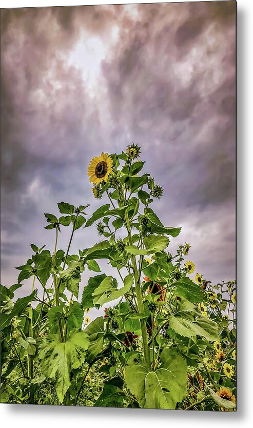 Sunflower Metal Print featuring the photograph Dramatic Sunflower by Anamar Pictures