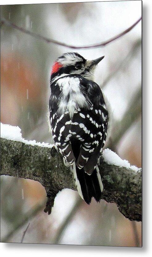 Male Downy Woodpecker Metal Print featuring the photograph Eastern Downy Woodpecker in the Snow by Linda Stern