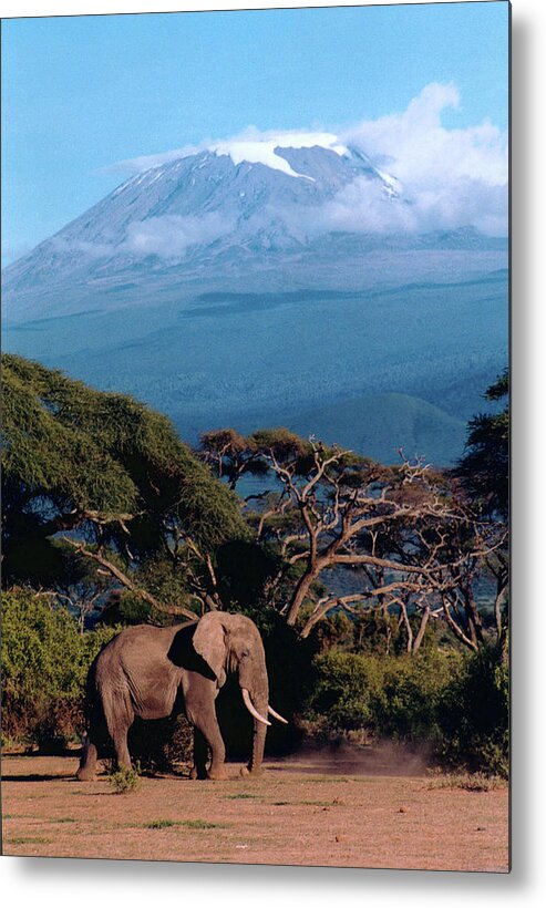 Tanzania Metal Print featuring the photograph Elephant Loxodonta Africana With by Peter Stanley / Www.photopoa.com