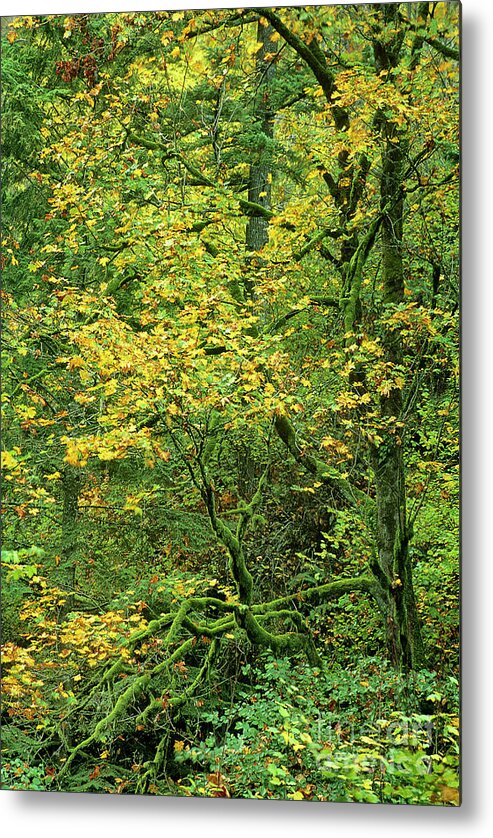 Dave Welling Metal Print featuring the photograph Fall Color Big Leaf Maple Columbia River Gorge Oregon by Dave Welling