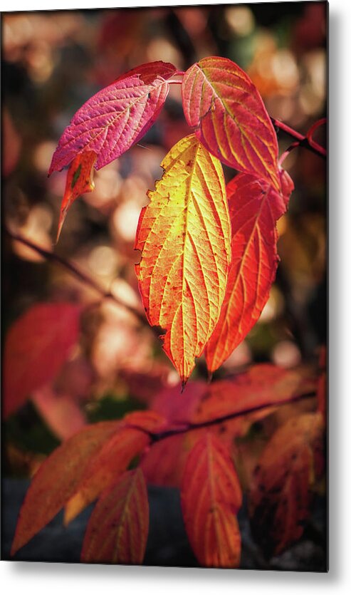 Leaves Metal Print featuring the photograph Fall Time Is Here by Elaine Malott