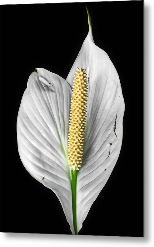 Floral Metal Print featuring the photograph Flawed Beauty by Nathan Little