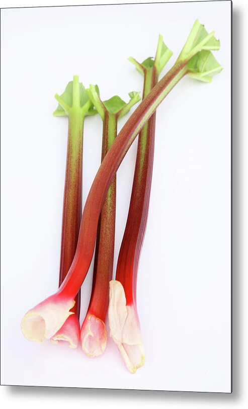 White Background Metal Print featuring the photograph Fresh, Homegrown, Organic Rhubarb by Rosemary Calvert
