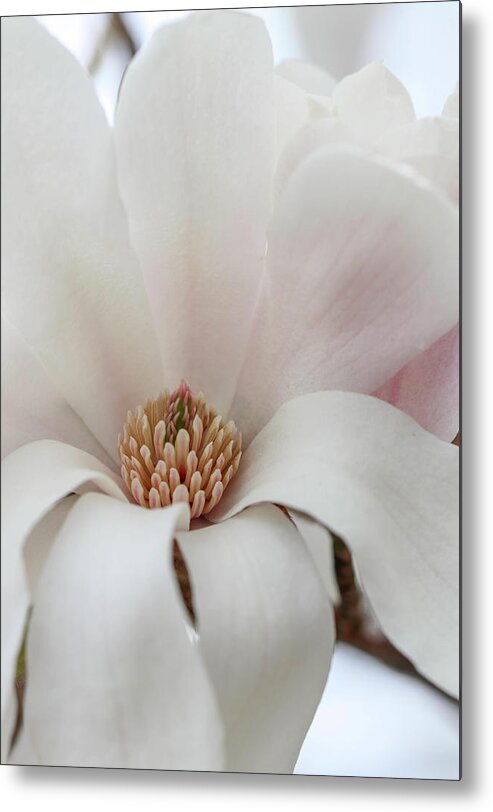 Dogwood Metal Print featuring the photograph Grace Laced by Mary Anne Delgado
