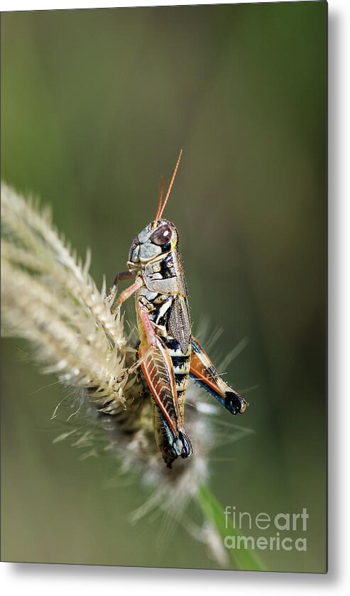 Grasshopper Metal Print featuring the photograph Grasshopper Atop Fingergrass by Al Andersen