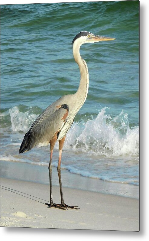 Birds Metal Print featuring the photograph Great Blue Heron in the Surf by Karen Stansberry