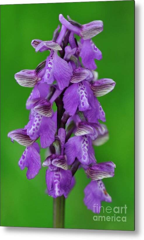 Green-winged Metal Print featuring the photograph Green-winged Orchid (orchis Morio) by Colin Varndell/science Photo Library