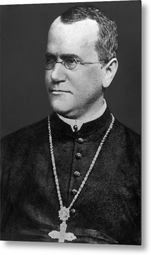 Working Metal Print featuring the photograph Gregor Mendel by Hulton Archive