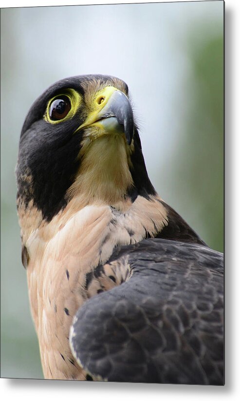 Peregrine Falcon - Raptors- Birds Of Prey- Images Of Rae Ann M. Garrett - Falcons - Raptors- #hayabusa -#raeannmgarrett - Images Of Rae Ann M. Garrett - Peregrine Falcon #falcons - Birds Of Prey - Raptors- #peregrinefalcon - Metal Print featuring the photograph Hayabusa - Power by Rae Ann M Garrett