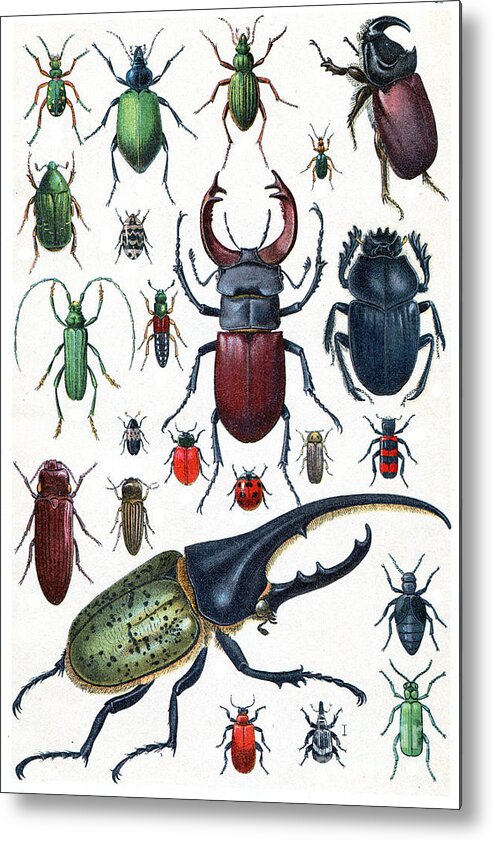 Bombardier Metal Print featuring the photograph Insects Beetles And Scarab Vintage by Morphart Creation