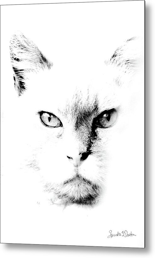 Cat Art Metal Print featuring the photograph Iris by Sandra Dalton
