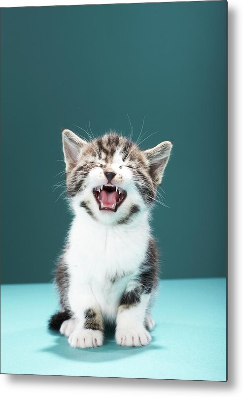 Pets Metal Print featuring the photograph Kitten Meowing by Martin Poole