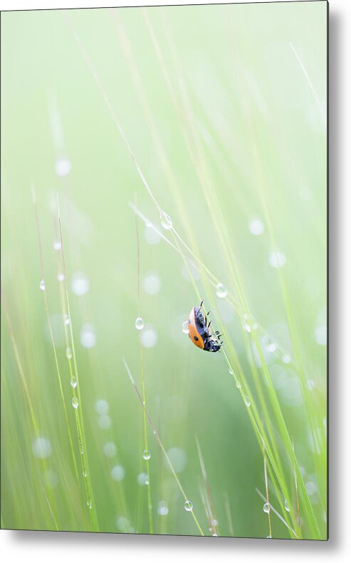 Ladybird Metal Print featuring the photograph Ladybird and morning rain drops by Anita Nicholson