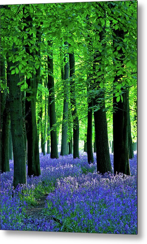 Scenics Metal Print featuring the photograph Late Sun Through The Bluebell Woods by Phototropic