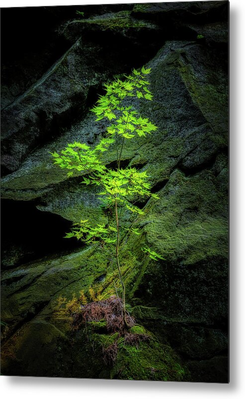 Tree Metal Print featuring the photograph Life Will Find a Way by Tom Mc Nemar