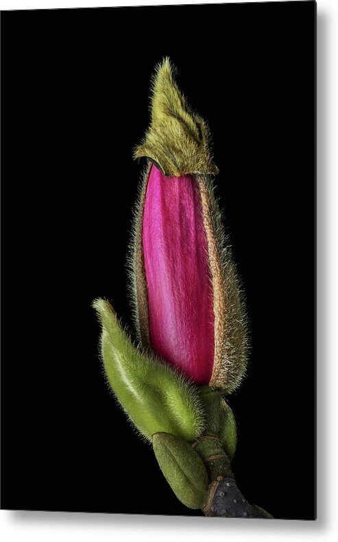 Magnolia Metal Print featuring the photograph Lily magnolia by Lynn Davis