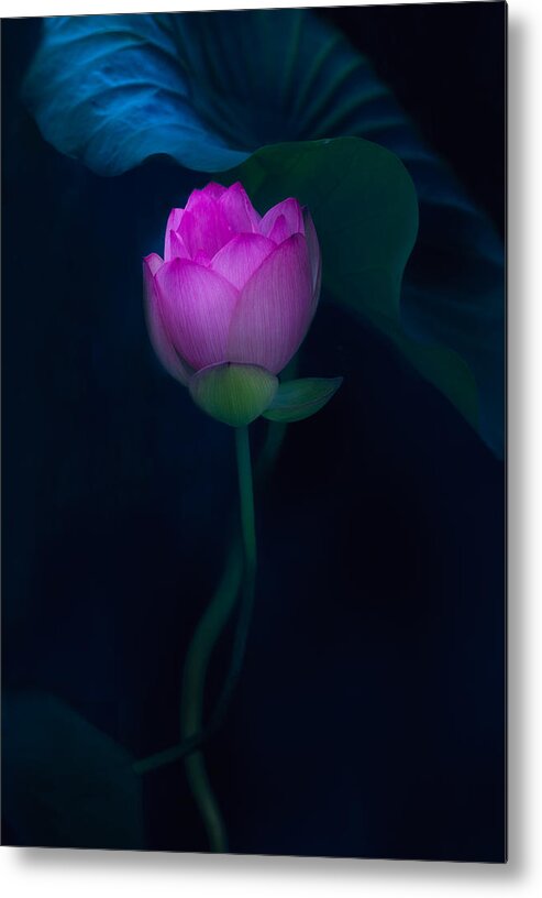 Lotus Metal Print featuring the photograph Lotus In Light by Yanny Liu