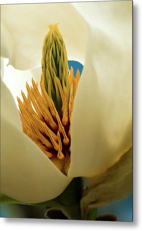 Macro Metal Print featuring the photograph Magnolia Opening by Ginger Stein