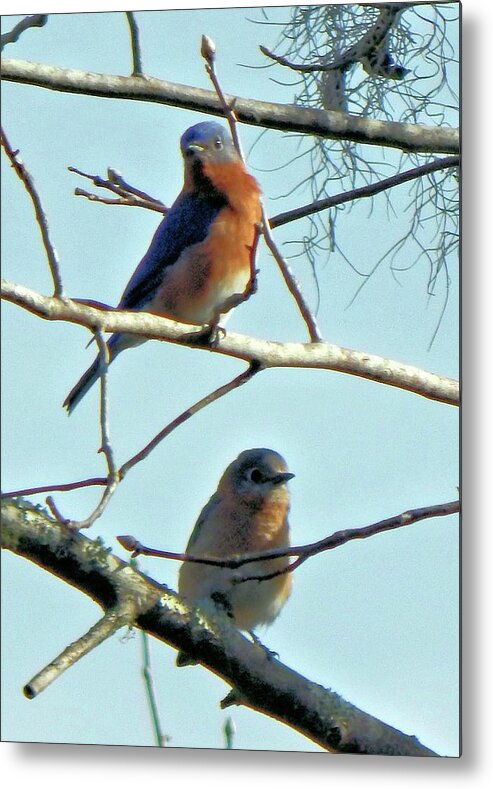 Birds Metal Print featuring the photograph Mr. and Mrs. Bluebird by Karen Stansberry