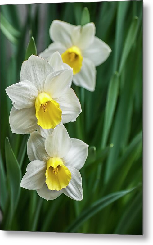 Macro Metal Print featuring the photograph Narcissus Trio by Ginger Stein