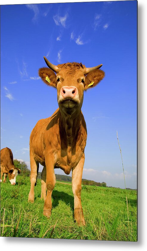 Animal Nose Metal Print featuring the photograph Nosy Calf by Farbenrausch