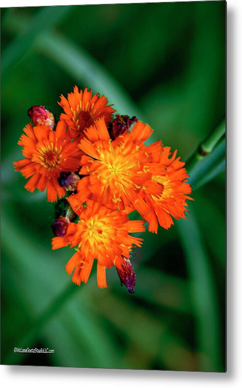 Floral Metal Print featuring the photograph Orange Hawkweed by LeeAnn McLaneGoetz McLaneGoetzStudioLLCcom