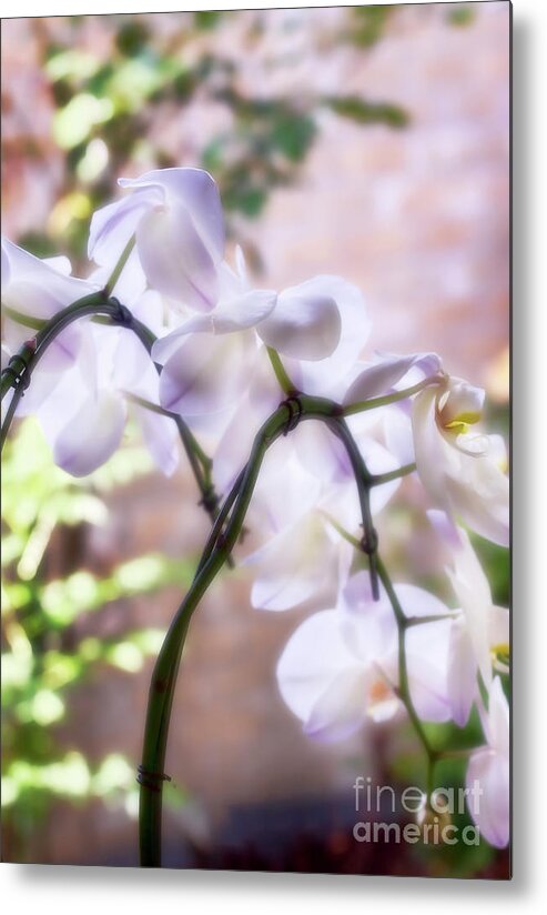 Orchids Metal Print featuring the photograph Orchid Garden by Joan Bertucci