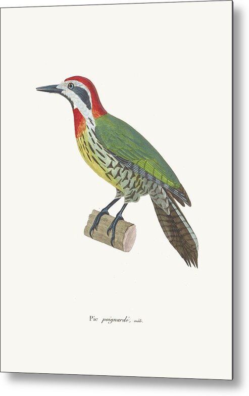 Bird Metal Print featuring the painting Pic Poignarde by Coenraad Jacob Temminck