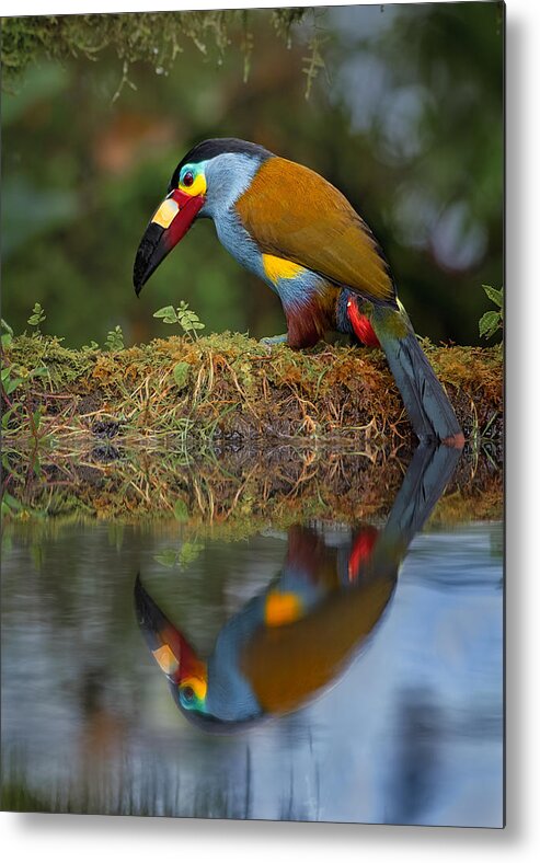 Plate-billed Metal Print featuring the photograph Plate-billed Mountain-toucan by Siyu And Wei Photography