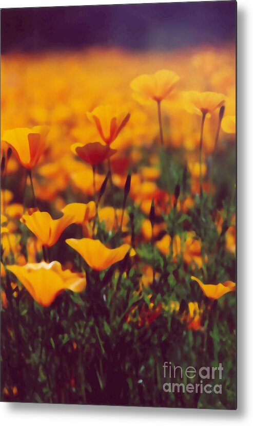 Poppy Metal Print featuring the photograph Poppies Into Distance by Heather Kirk