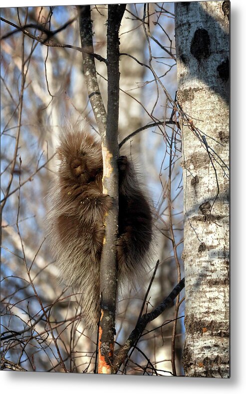 Porcupine Metal Print featuring the photograph Porcupine by Susan Rissi Tregoning