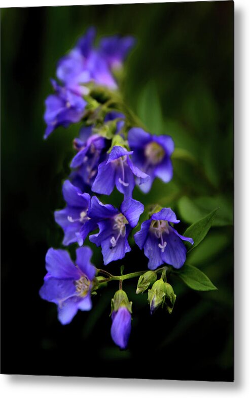 Flowers Metal Print featuring the photograph Purple Rain by Jessica Jenney