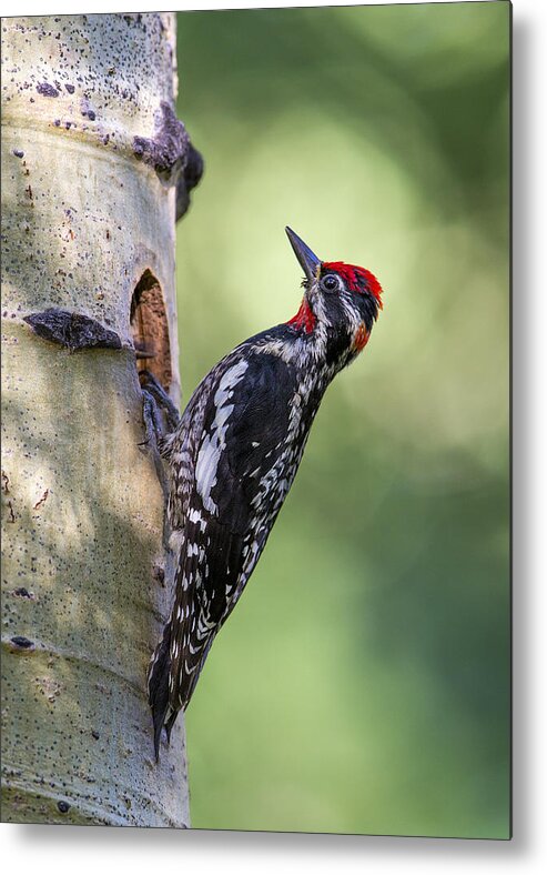 Birds Metal Print featuring the photograph Red-naped Sapsucker by Verdon