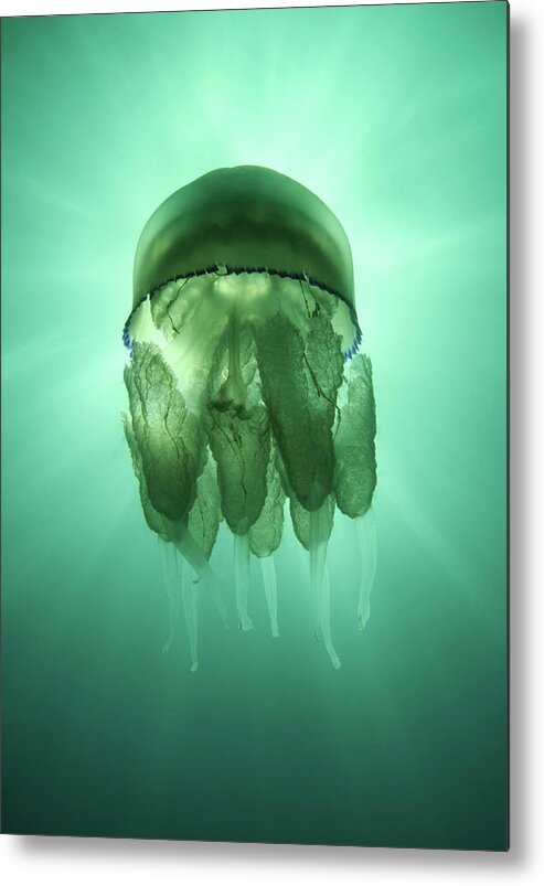 Underwater Metal Print featuring the photograph Rhizostoma Pulmo Jellyfish by Underwater Photography By Ivan Bakardjiev