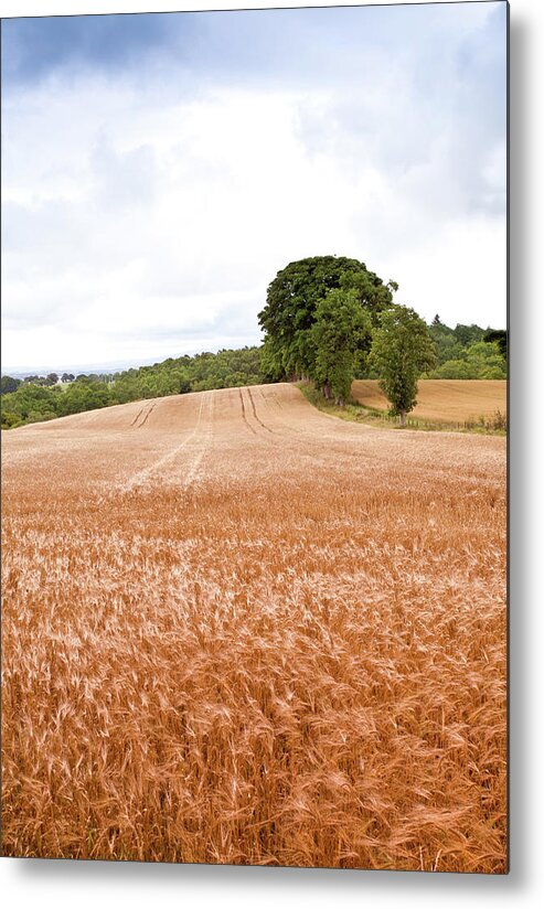 Stirling Metal Print featuring the photograph Ripe Wheat by Peter Chadwick Lrps