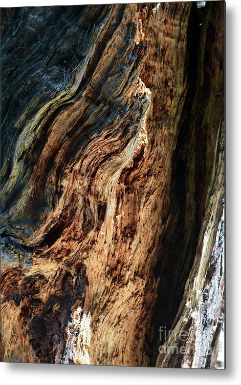 Sequoia Metal Print featuring the photograph River of Wood by Leslie M Browning