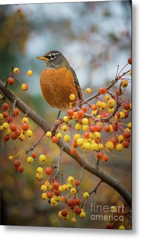 America Metal Print featuring the photograph Robin by Inge Johnsson
