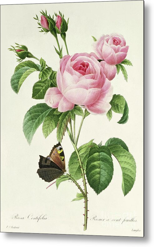 Redoute Metal Print featuring the painting Rosa Centifolia vintage Botanical Print by Redoute by Pierre Joseph Redoute