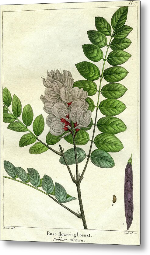 Rose Flowering Locust Metal Print featuring the mixed media Rose Flowering Locust by Unknown