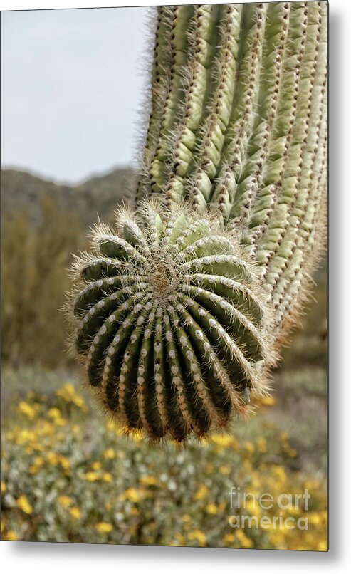 Cacti Metal Print featuring the photograph Saguaro Head by Robert Bales