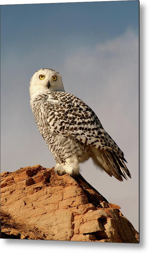 Bird Of Prey Metal Print featuring the photograph Snowy Owl On A Bluff by Missing35mm