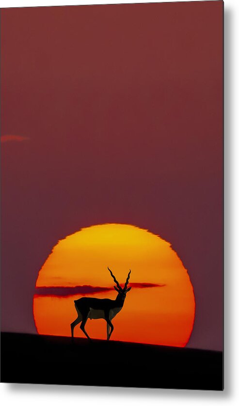 Antelope Metal Print featuring the photograph Sun Crossing by Abdul Saleem