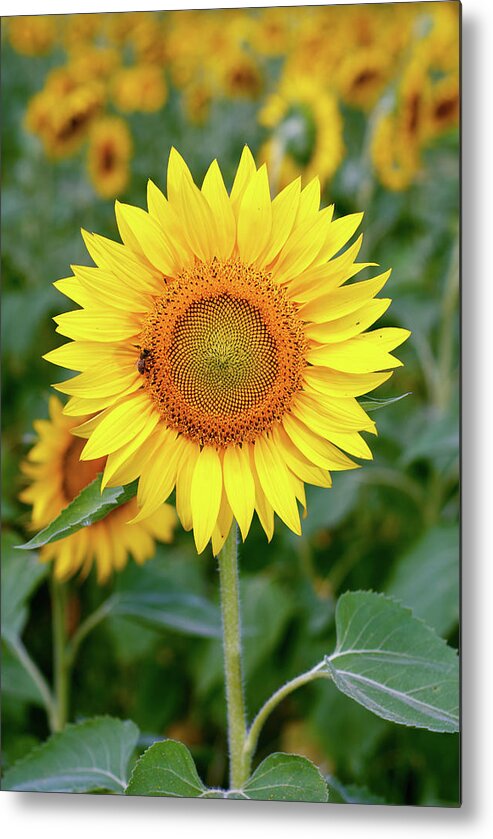 Flowerbed Metal Print featuring the photograph Sunflower by Sandsun