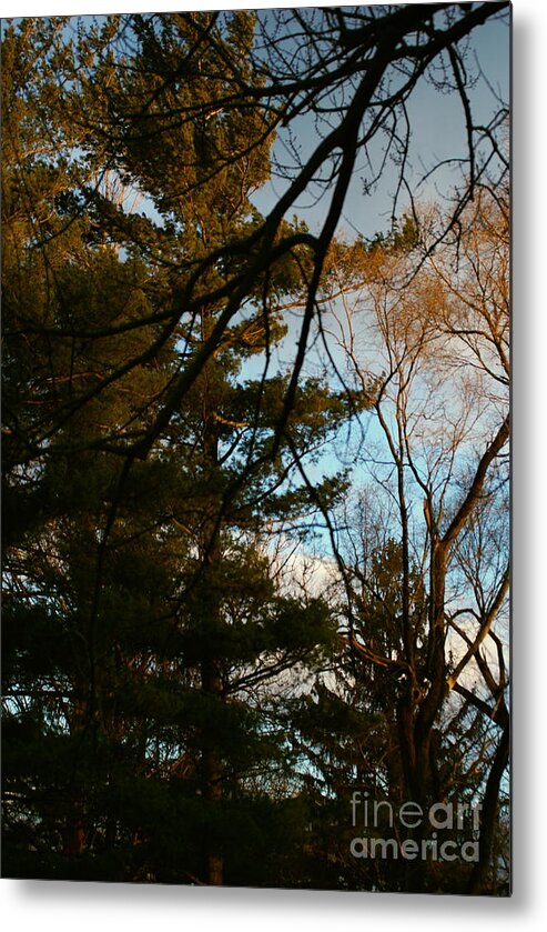 Nature Metal Print featuring the photograph Sunset Through the Branches by Frank J Casella