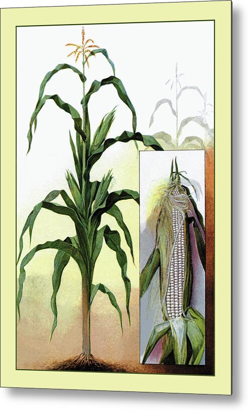Food Metal Print featuring the painting Sweet Corn by Unknown