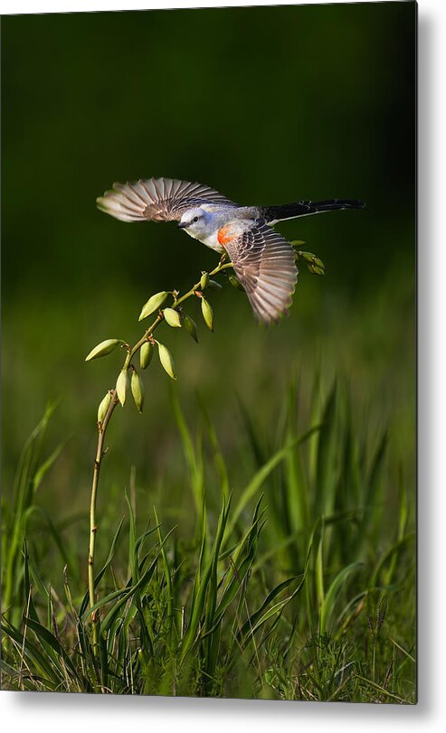 Nature Metal Print featuring the photograph Taking Off by Mike He
