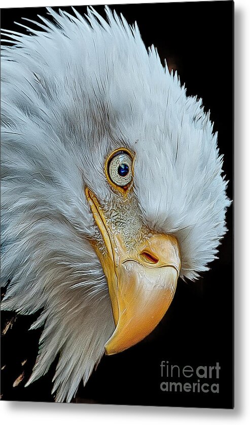 Bald Eagle Metal Print featuring the photograph The Eye of The Eagle by Brian Tarr